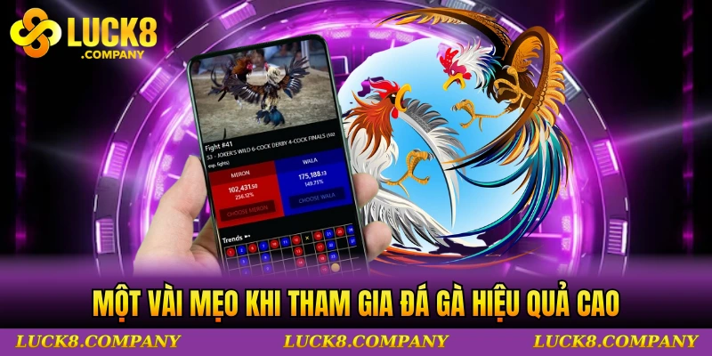 Một vài mẹo khi tham gia đá gà hiệu quả cao